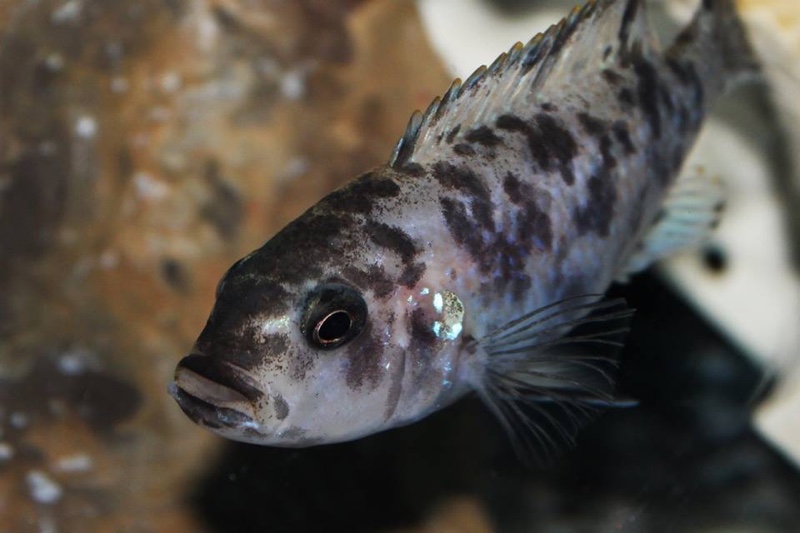 Genyochromis mento 'Lutara Reef (Cove Mountain)'